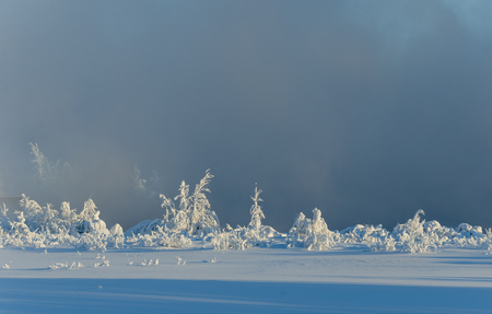 Beautiful landscape with trees covered by snow. Cold day in the snowy winter forest. Toned.の写真素材