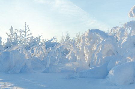Beautiful landscape with trees covered by snow. Cold day in the snowy winter forest. Toned.の写真素材