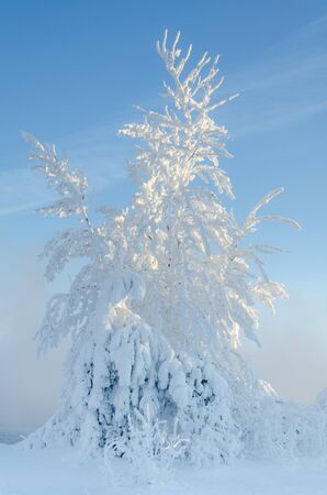 Beautiful landscape with trees covered by snow. Cold day in the snowy winter forest. Toned.の写真素材