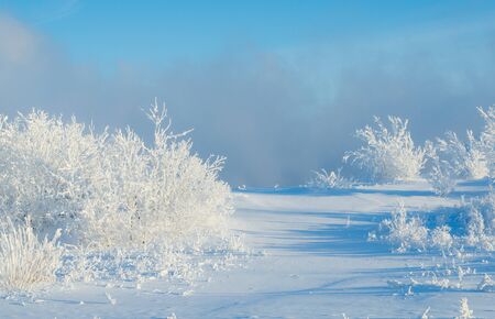 Beautiful landscape with trees covered by snow. Cold day in the snowy winter forest. Toned.の写真素材