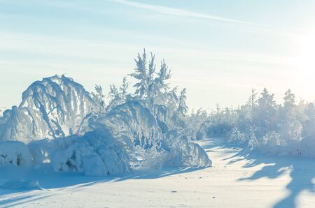 Beautiful landscape with trees covered by snow. Cold day in the snowy winter forest. Lake with fog background. Toned.の写真素材