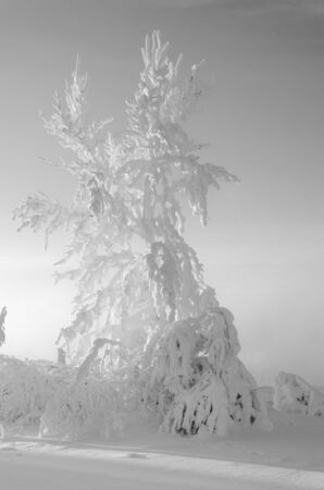 Beautiful landscape with trees covered by snow. Cold day in the snowy winter forest. Black and white.の写真素材