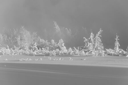 Beautiful landscape with trees covered by snow. Cold day in the snowy winter forest. Black and white.の写真素材