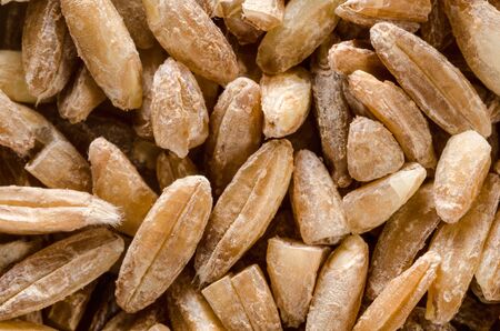 Uncooked raw brown spelt wheat. Food background. Healthy lifestyle concept. Closeup macro shot.
