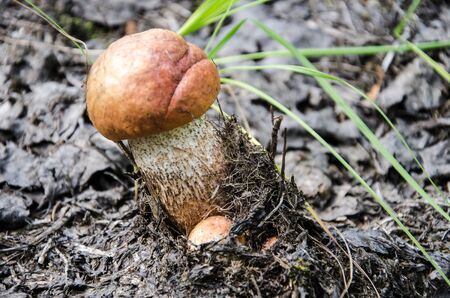 Mushroom in the light green forest. Autumn. Dry leaves,  moss background.の写真素材