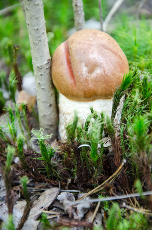 Mushroom in the light green forest. Autumn. Dry leaves,  moss background.の写真素材
