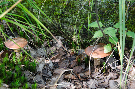 Mushroom in the light green forest. Autumn. Dry leaves,  moss background.の写真素材