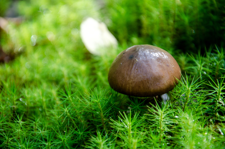 Mushroom in the light green forest. Autumn. Dry leaves,  moss background.の写真素材
