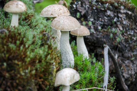 Mushroom in the light green forest. Autumn. Dry leaves,  moss background.の写真素材
