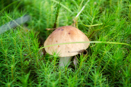 Mushroom in the light green forest. Autumn. Dry leaves,  moss background.の写真素材