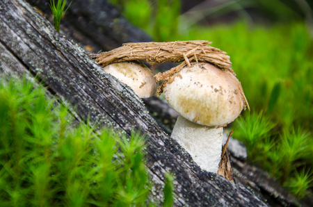 Mushroom in the light green forest. Autumn. Dry leaves,  moss background.の写真素材