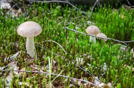 Mushroom in the light green forest. Autumn. Dry leaves,  moss background.の写真素材