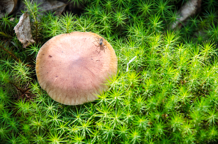 Mushroom in the light green forest. Autumn. Dry leaves,  moss background.の写真素材