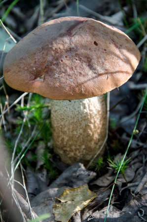 Mushroom in the light green forest. Autumn. Dry leaves,  moss background.の写真素材