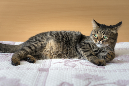 Beautiful cute cat lies on the badの写真素材