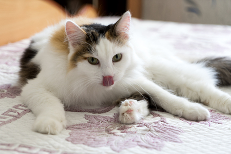 Beautiful cute cat lies on the badの写真素材