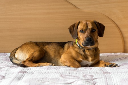 Beautiful cute dog lies on the bedの写真素材