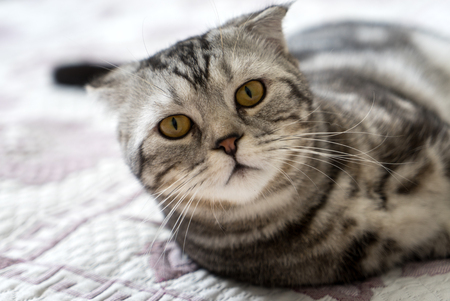 Beautiful cute cat lies on the badの写真素材