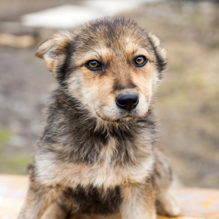 Beautiful grey cute playful puppy oudoors portraitの写真素材