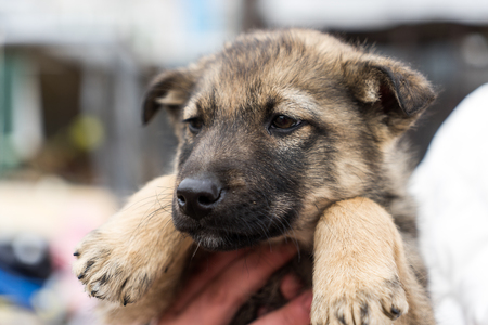 Beautiful puppy oudoors in the woman handsの写真素材