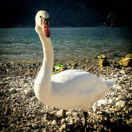 swan at lake sideの素材