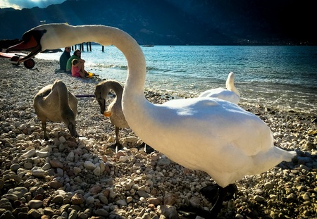 swan and family at lake sideの素材