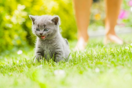 Young grey kitten lying in the garden on fresh green grassの写真素材