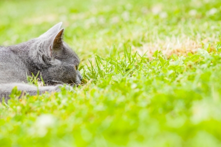 Young grey kitten lying in the garden on fresh green grassの写真素材