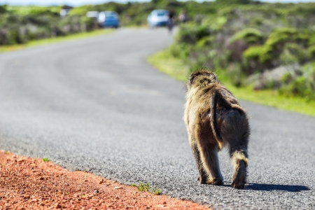 Wild monkey walking on road in the cape town national parkの写真素材