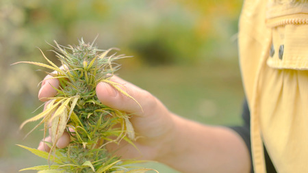 Young caucasian woman looking at the seeds of fully grown weed plantの写真素材