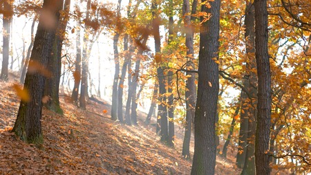 Static look at calm tranquil forest scene with leafs falling down from the trees, hillside