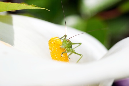 cricketの写真素材