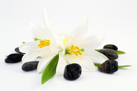 white lilies の写真素材