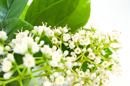 laurel plantの写真素材