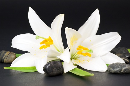 white liliesの写真素材