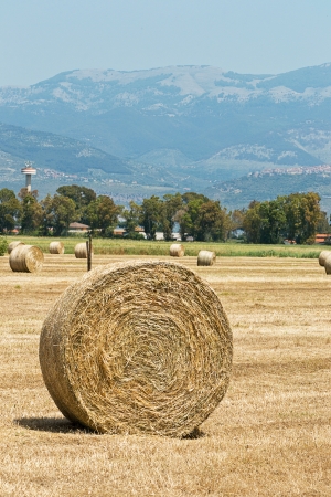 bale of hay の写真素材
