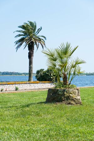 Palm and Lakeの写真素材