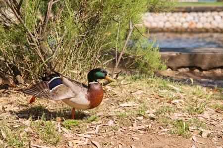 mallardの写真素材