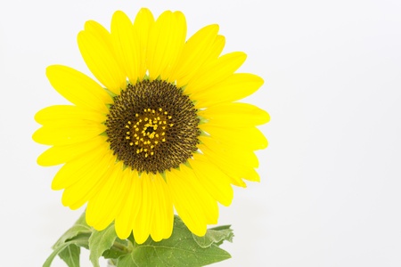 sunflowerの写真素材