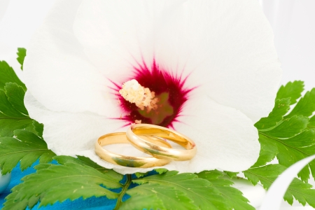 wedding rings, weddingの写真素材