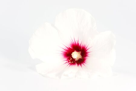 white hibiscusの写真素材