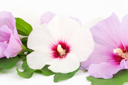 Hibiscus white and violet, blossom の写真素材