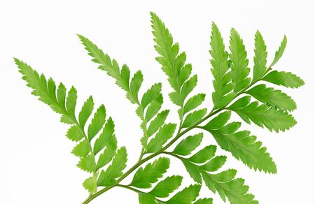 leaf of fern の写真素材