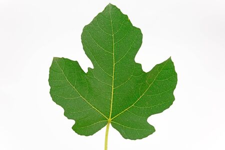 Fig leaf on white background の写真素材