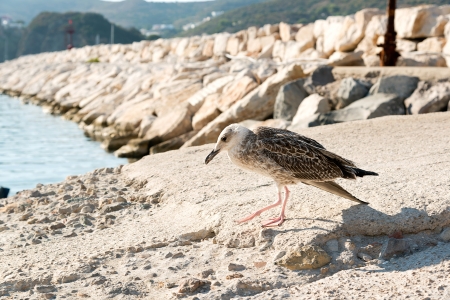 Herring Gullsの写真素材