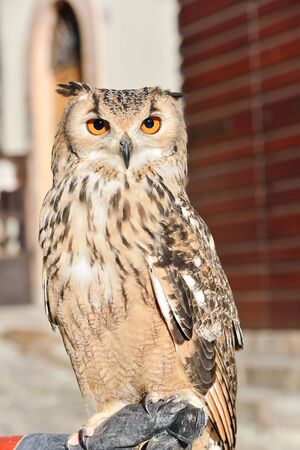 owlの写真素材
