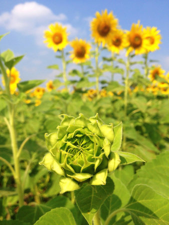 Sunflower budの素材