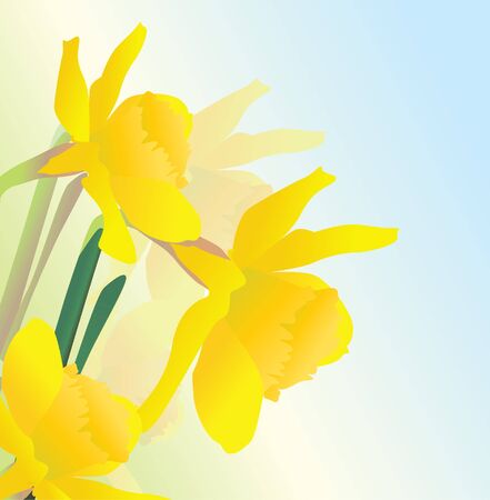 yellow spring daffodil flowers vectpor realistic illustrationの写真素材