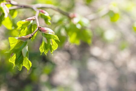 green spring bush leaves macro photoの写真素材