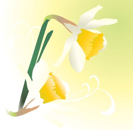 vector daffodil wild flowers illustration spring fresh imageの写真素材